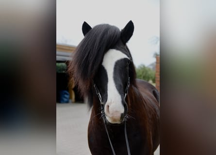 Icelandic Horse, Stallion, 9 years, 13.2 hh, Black