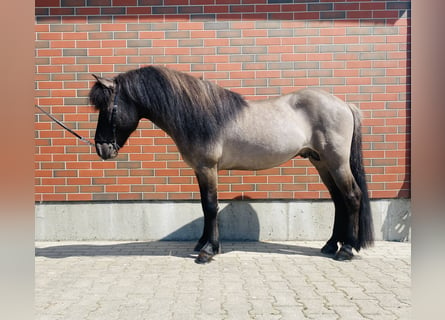 Icelandic Horse, Stallion, 9 years, 13.2 hh, Dun