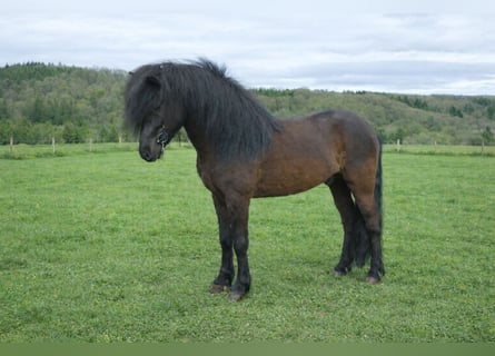 Icelandic Horse, Stallion, 8 years, 14,2 hh, Black