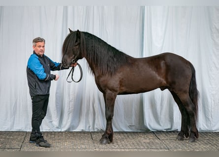Icelandic Horse, Stallion, 10 years, 14.2 hh, Black