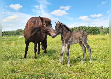 Icelandic Horse, Stallion, Foal (06/2024), 14.1 hh, Black