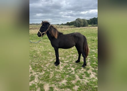 Icelandic Horse, Stallion, Foal (07/2025), 14.2 hh, Grullo