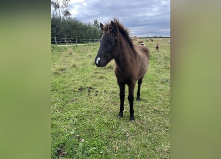 Icelandic Horse, Stallion, Foal (05/2025), 14 hh, Black