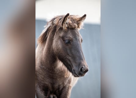 Icelandic Horse, Stallion, Foal (05/2026), Dun