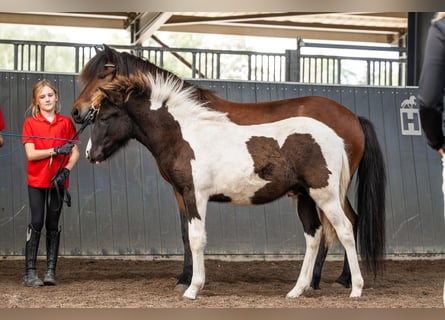 Icelandic Horse, Stallion, Foal (03/2026), Pinto