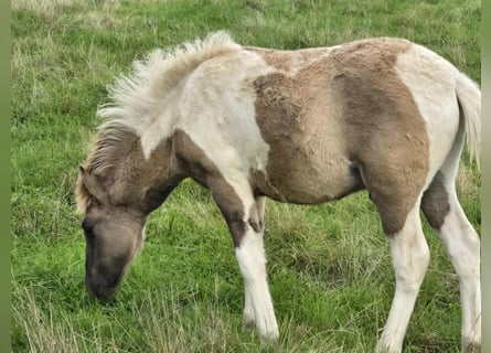 Icelandic Horse, Stallion, Foal (05/2025), Pinto