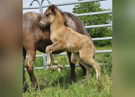Icelandic Horse, Stallion, Foal (04/2026), Roan-Blue
