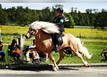 Icelandic Horse, Stallion, 17 years, 14.1 hh, Palomino