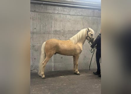 Icelandic Horse, Stallion, 6 years, 14,1 hh, Palomino