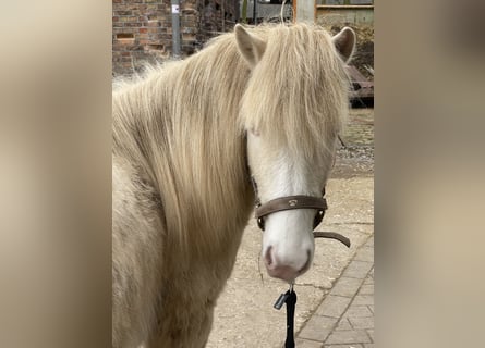 Icelandic Horse, Stallion, 2 years, 14 hh, Perlino