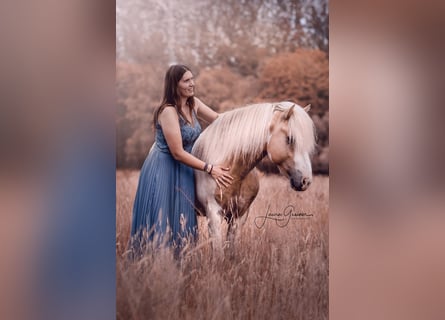 Icelandic Horse, Stallion, 5 years, 14,3 hh, Pinto