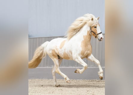 Icelandic Horse, Stallion, 4 years, 14,3 hh, Pinto