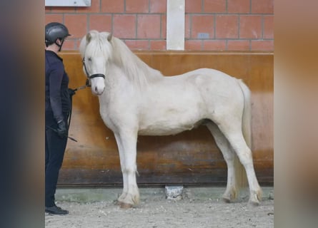 Icelandic Horse, Stallion, 5 years, 14,1 hh