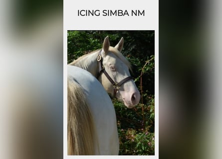 American Quarter Horse, Hengst, 3 Jaar, 143 cm, Perlino