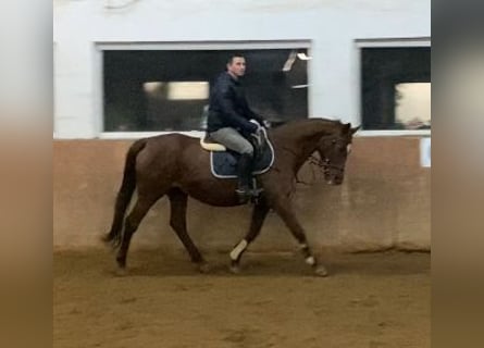 Iers volbloed, Merrie, 18 Jaar, 160 cm