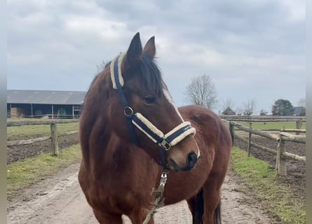 Iers volbloed, Merrie, 6 Jaar, 160 cm, Bruin