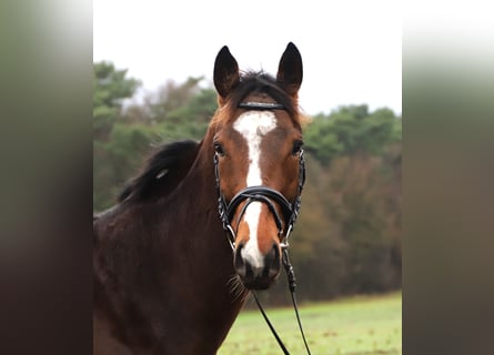 Iers volbloed Mix, Ruin, 5 Jaar, 165 cm, Bruin