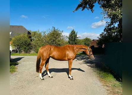 Irisches Vollblut, Wallach, 6 Jahre, 166 cm, Dunkelfuchs