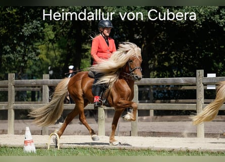 IJslander, Hengst, 11 Jaar, 141 cm, Vos