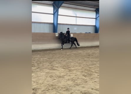 IJslander, Hengst, 12 Jaar, 143 cm, Zwart