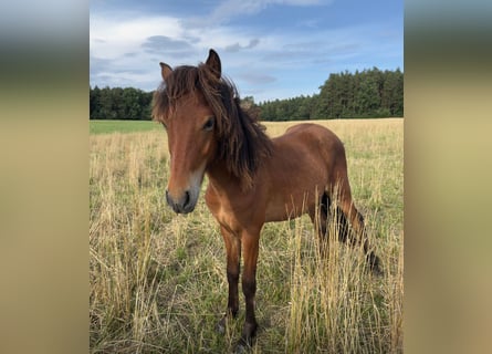 IJslander, Hengst, 1 Jaar, 115 cm, Bruin