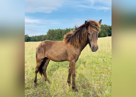 IJslander, Hengst, 1 Jaar, 125 cm, Cremello