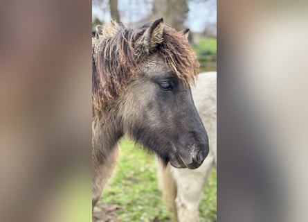 IJslander, Hengst, 1 Jaar, 139 cm