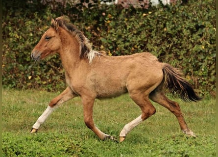 IJslander, Hengst, 1 Jaar, 140 cm, Falbe