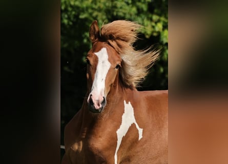 IJslander, Hengst, 1 Jaar, 140 cm, Gevlekt-paard