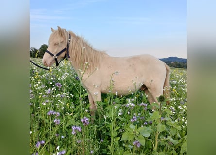 IJslander, Hengst, 1 Jaar, 140 cm, Perlino