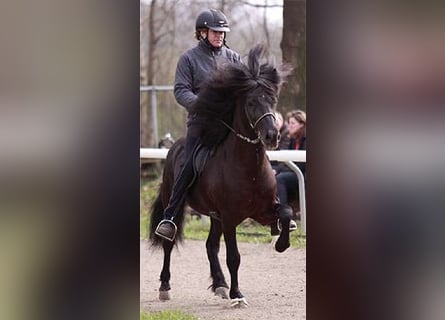 IJslander, Hengst, 22 Jaar, Zwart