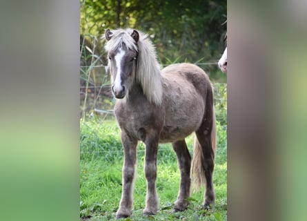 IJslander, Hengst, 2 Jaar, 137 cm