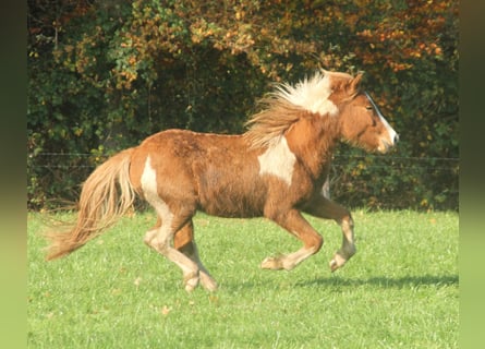 IJslander, Hengst, 2 Jaar, 140 cm, Gevlekt-paard