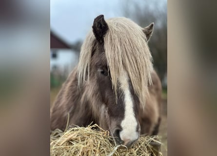 IJslander, Hengst, 3 Jaar, 137 cm