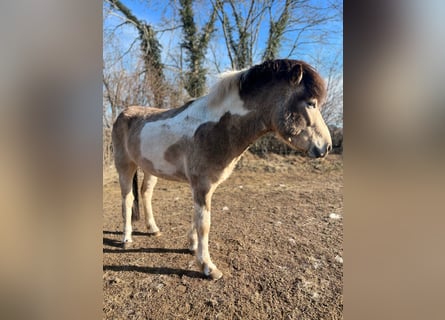 IJslander, Hengst, 3 Jaar, 139 cm