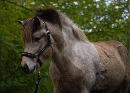 IJslander, Hengst, 3 Jaar, 139 cm