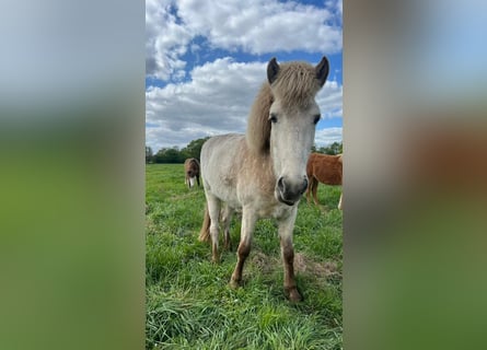 IJslander, Hengst, 3 Jaar, 139 cm