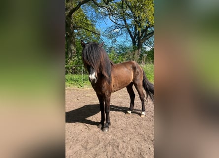 IJslander, Hengst, 3 Jaar, 140 cm