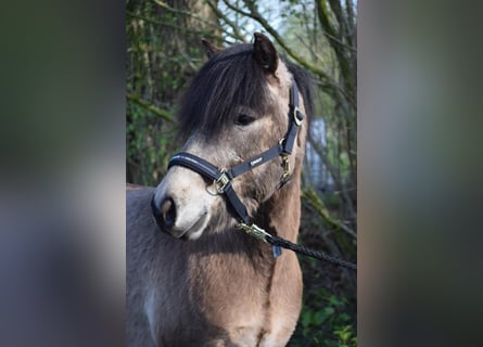 IJslander, Hengst, 3 Jaar, 142 cm