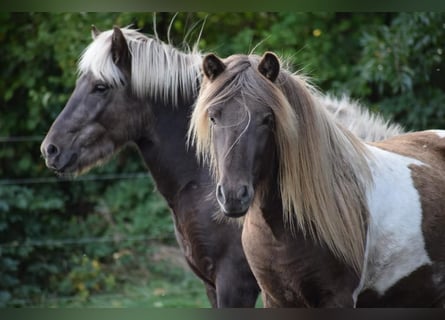 IJslander, Hengst, 3 Jaar, 142 cm, Gevlekt-paard