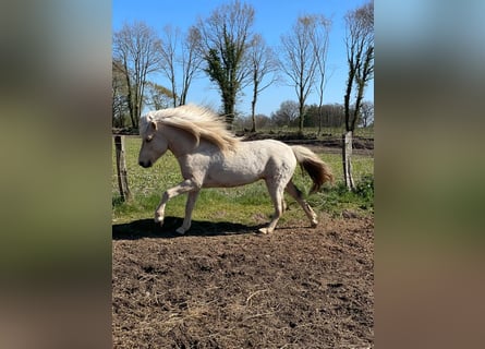 IJslander, Hengst, 3 Jaar, 144 cm