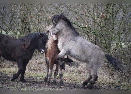 IJslander, Hengst, 4 Jaar, 142 cm