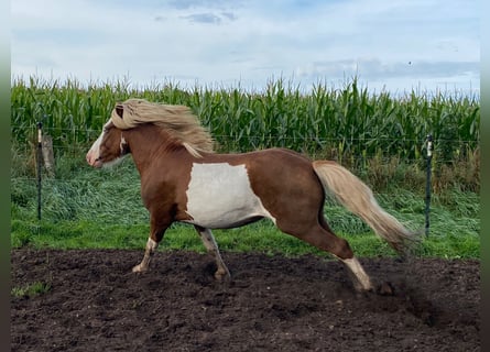 IJslander, Hengst, 4 Jaar, 144 cm