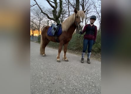 IJslander, Hengst, 5 Jaar, 133 cm