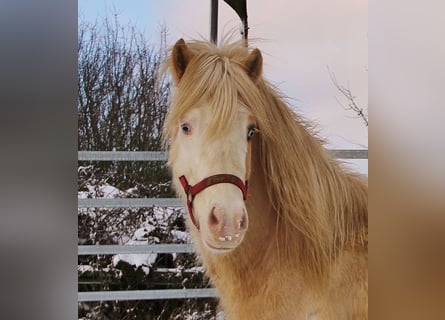 IJslander, Hengst, 5 Jaar, 141 cm, Palomino