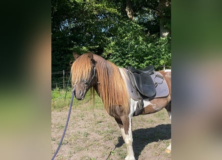 IJslander, Hengst, 5 Jaar, 142 cm, Gevlekt-paard