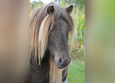 IJslander, Hengst, 5 Jaar, 142 cm, Gevlekt-paard