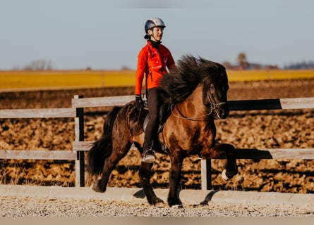 IJslander, Hengst, 6 Jaar, 145 cm, Zwart