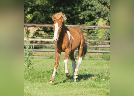 Islandpferd, Hengst, Fohlen (03/2024), 140 cm, Schecke