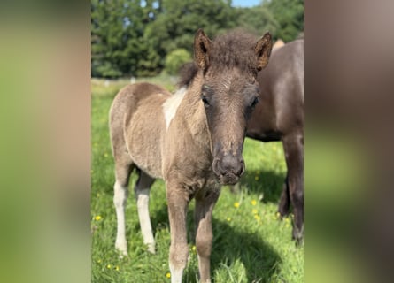 IJslander, Hengst, , 144 cm, Gevlekt-paard